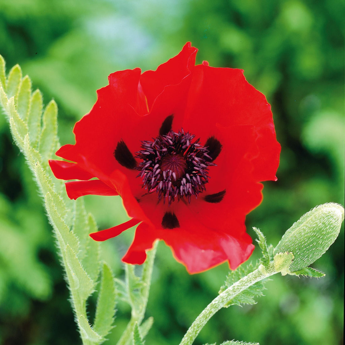 Klaproos, Papaver 'Beauty of Livermere'