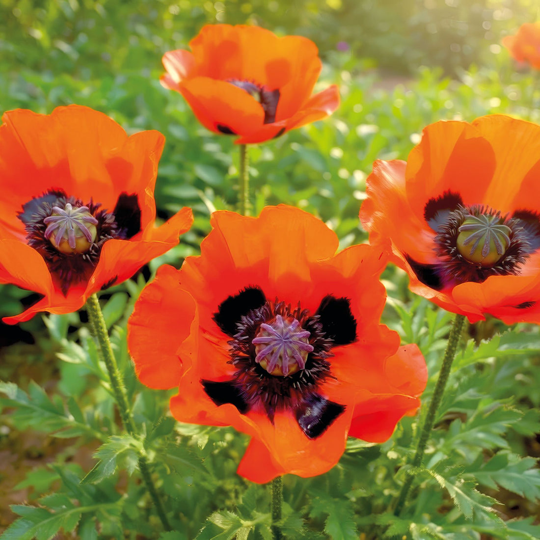 Klaproos, Papaver 'Brilliant'