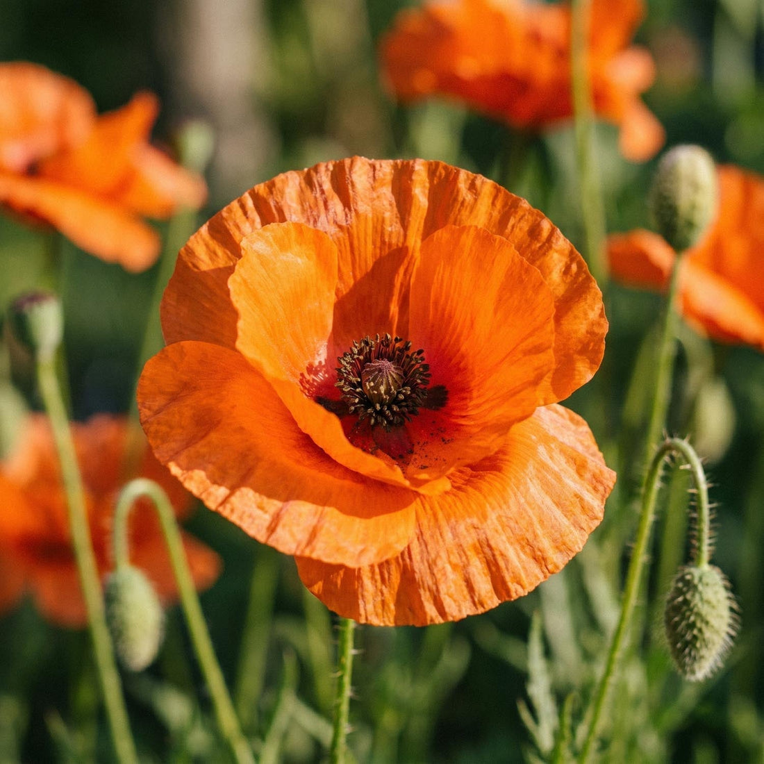 Klaproos, Papaver 'Harvest Moon'