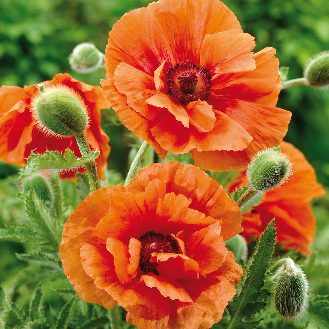Klaproos, Papaver 'Harvest Moon'