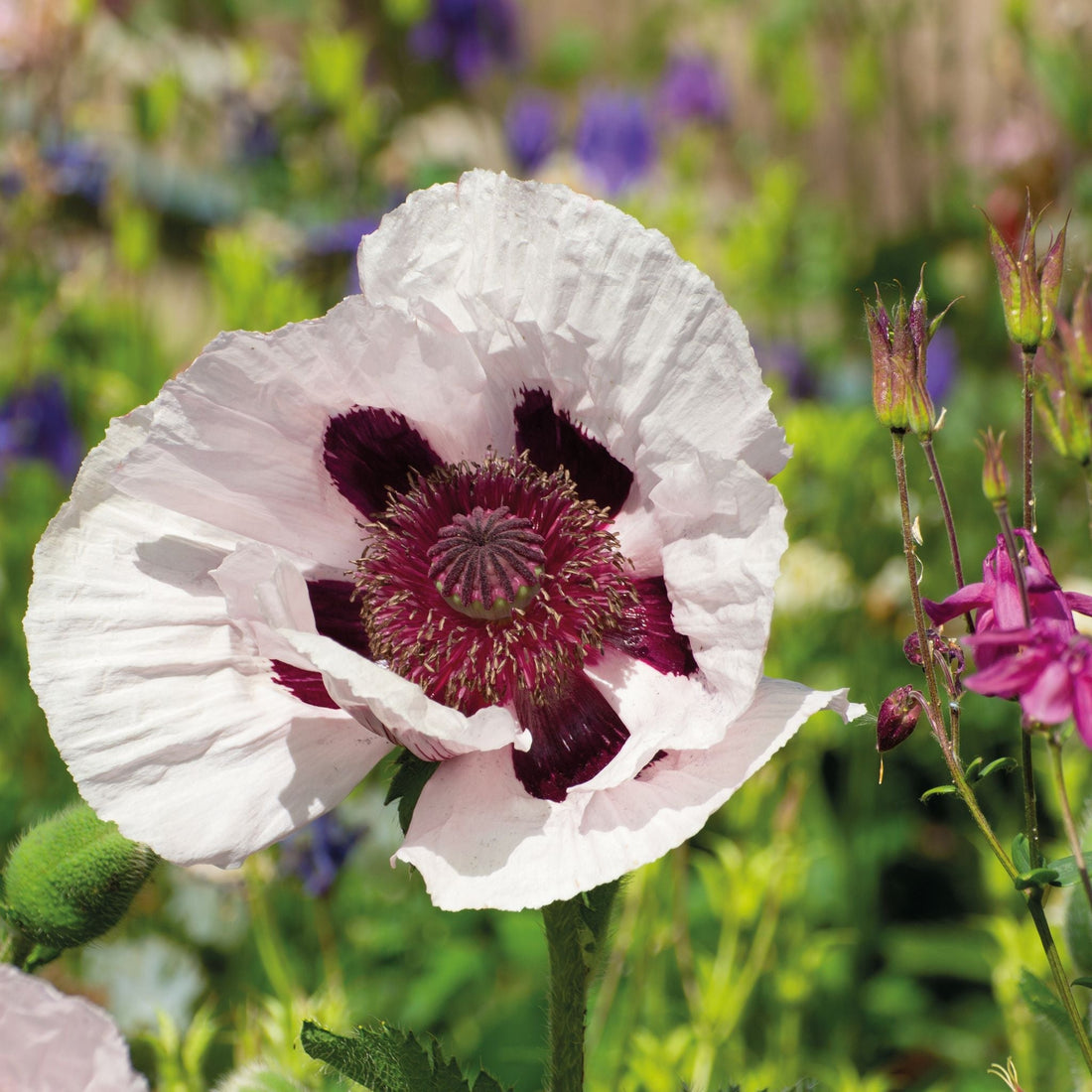 Klaproos, Papaver 'Royal Wedding'