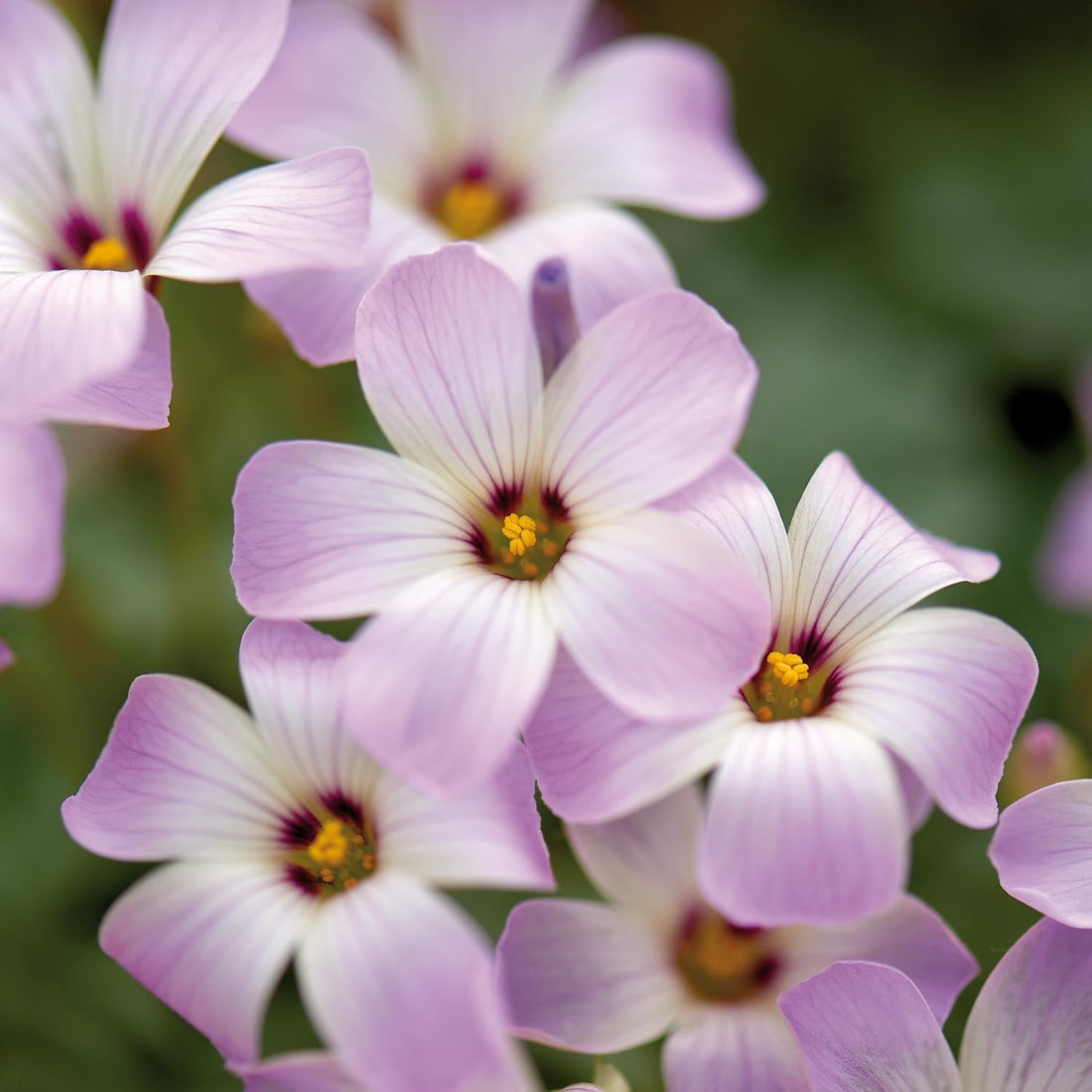 Klaverzuring, Oxalis 'Adenophylla'