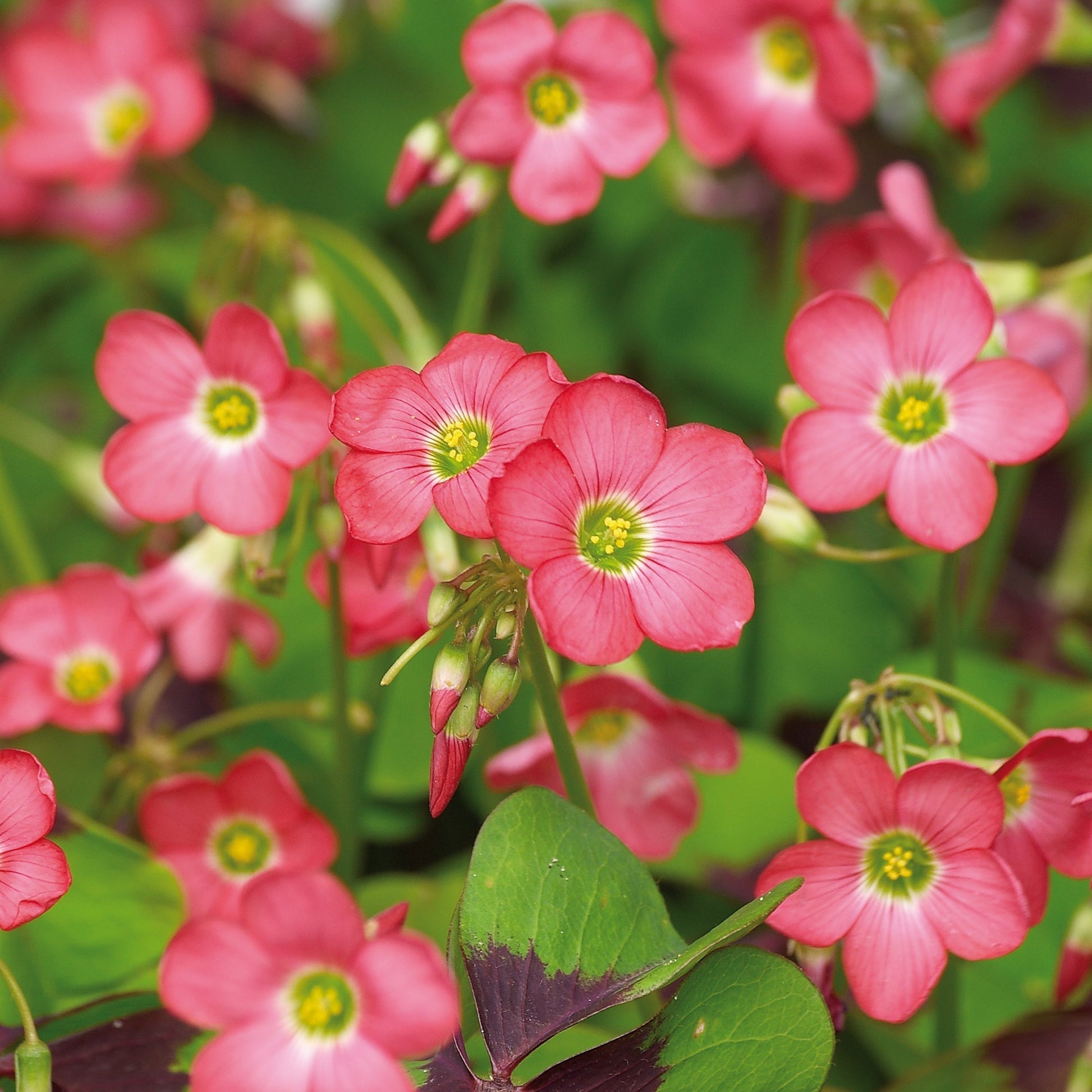 Klaverzuring, Oxalis 'Iron Cross'