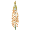 Naald van Cleopatra wortelgoed / Eremurus