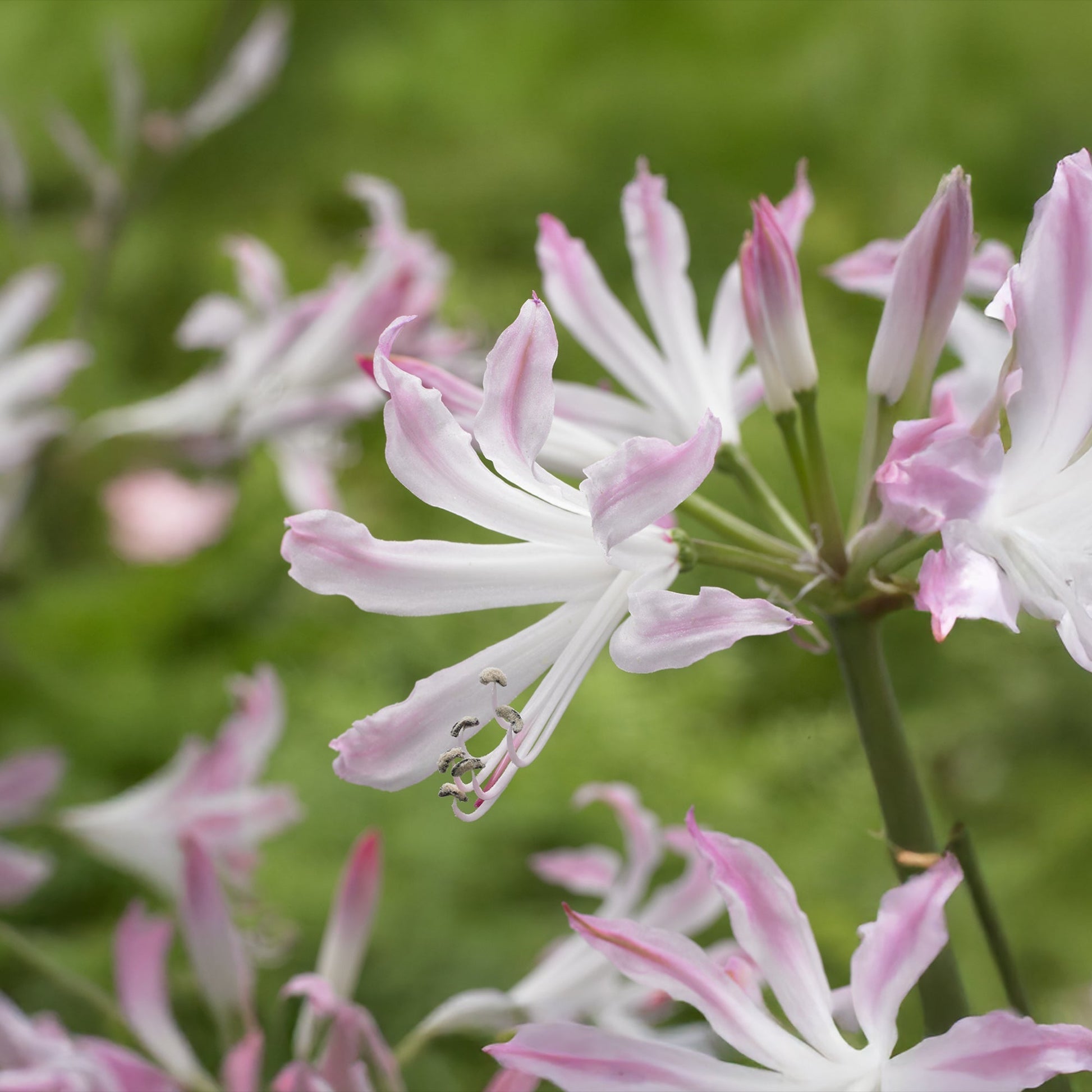 Kliplelie, Nerine 'Bioncé'