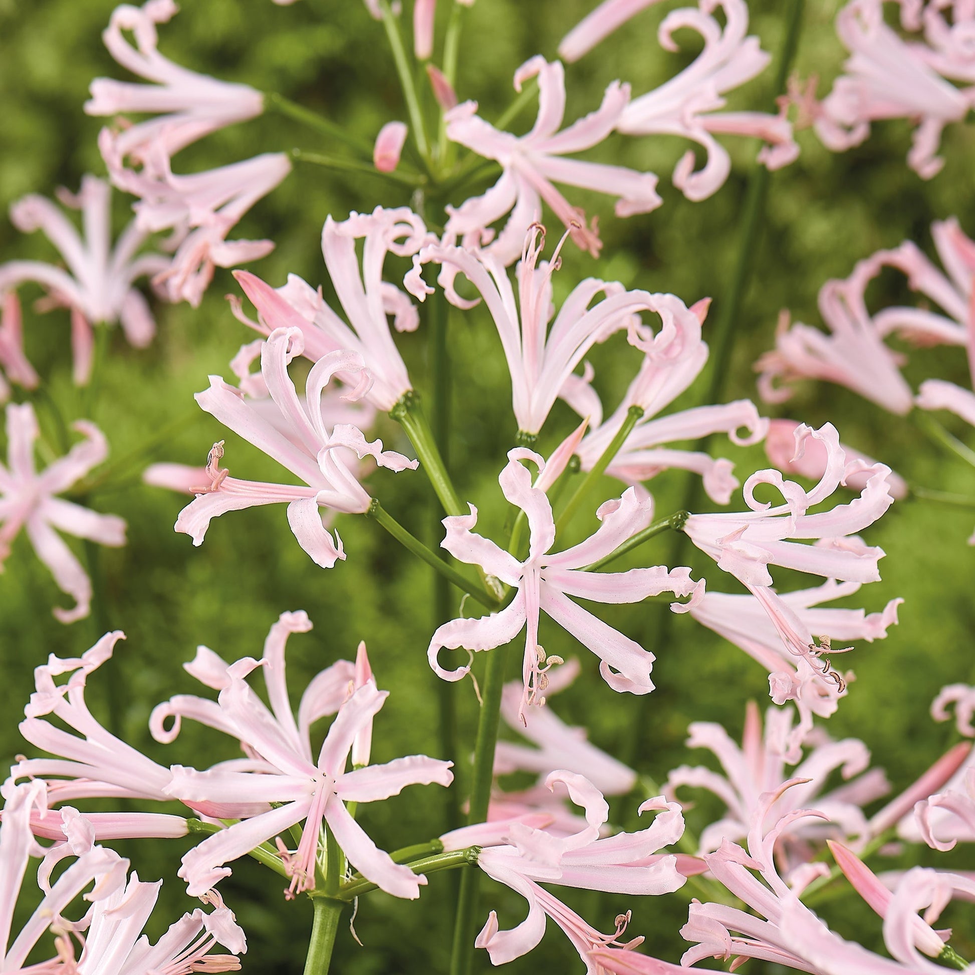 Kliplelie, Nerine bowdenii 'Vesta K'