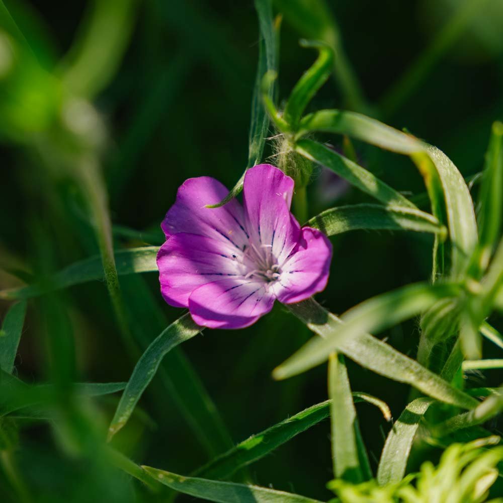 Klitzaad - 150 biologische zaden