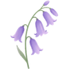 Boshyacint bollen / Hyacinthoides