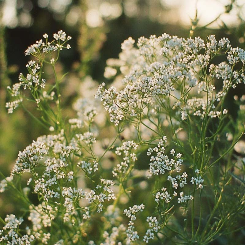 Komijnzaden - 500 biologische zaden