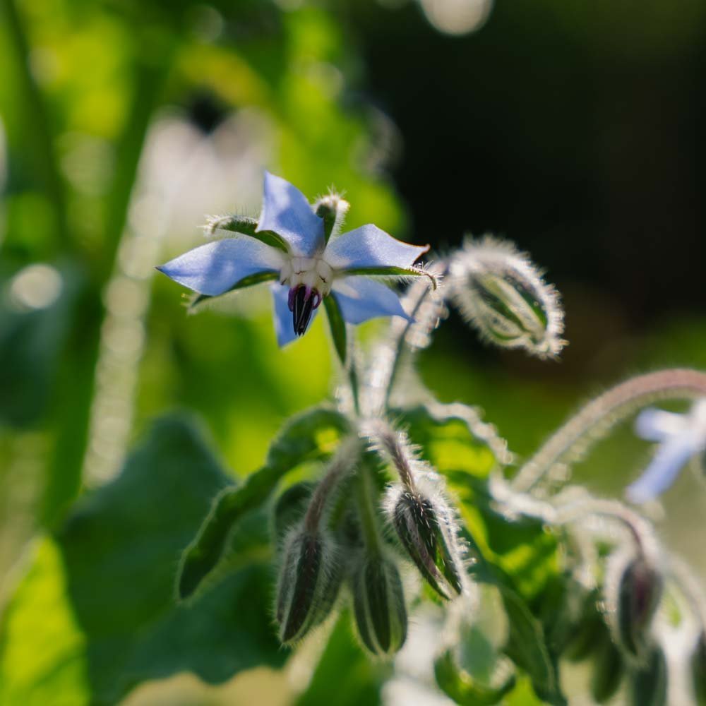 Komkommerkruid - 50 biologische zaden