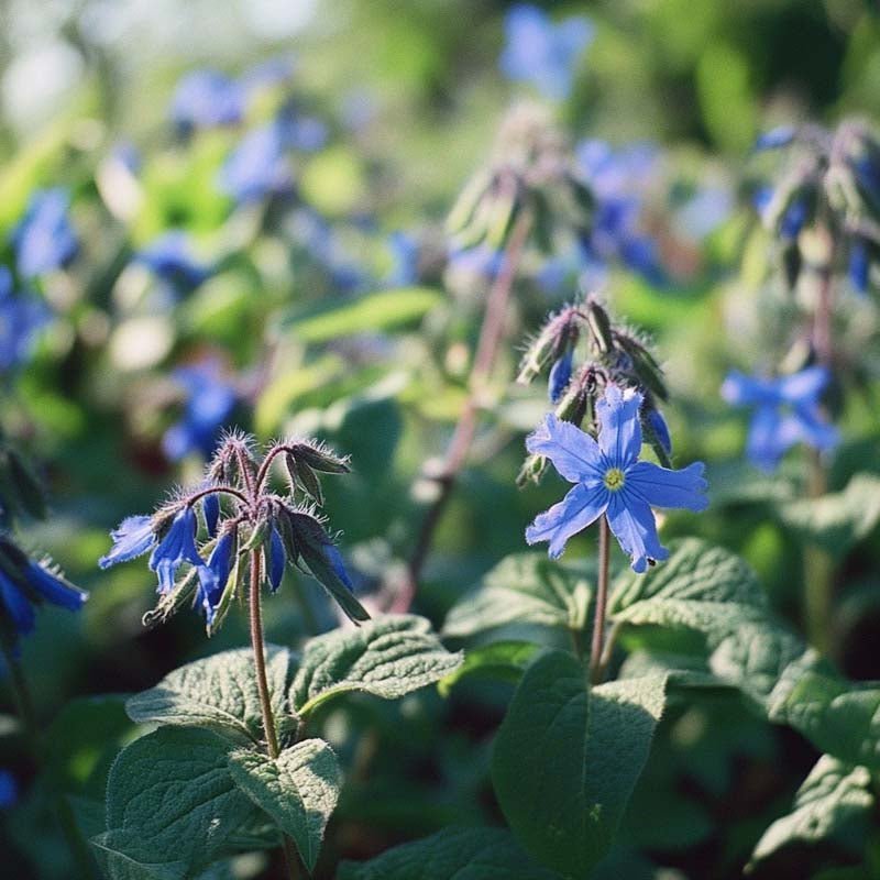 Komkommerkruid - 50 biologische zaden