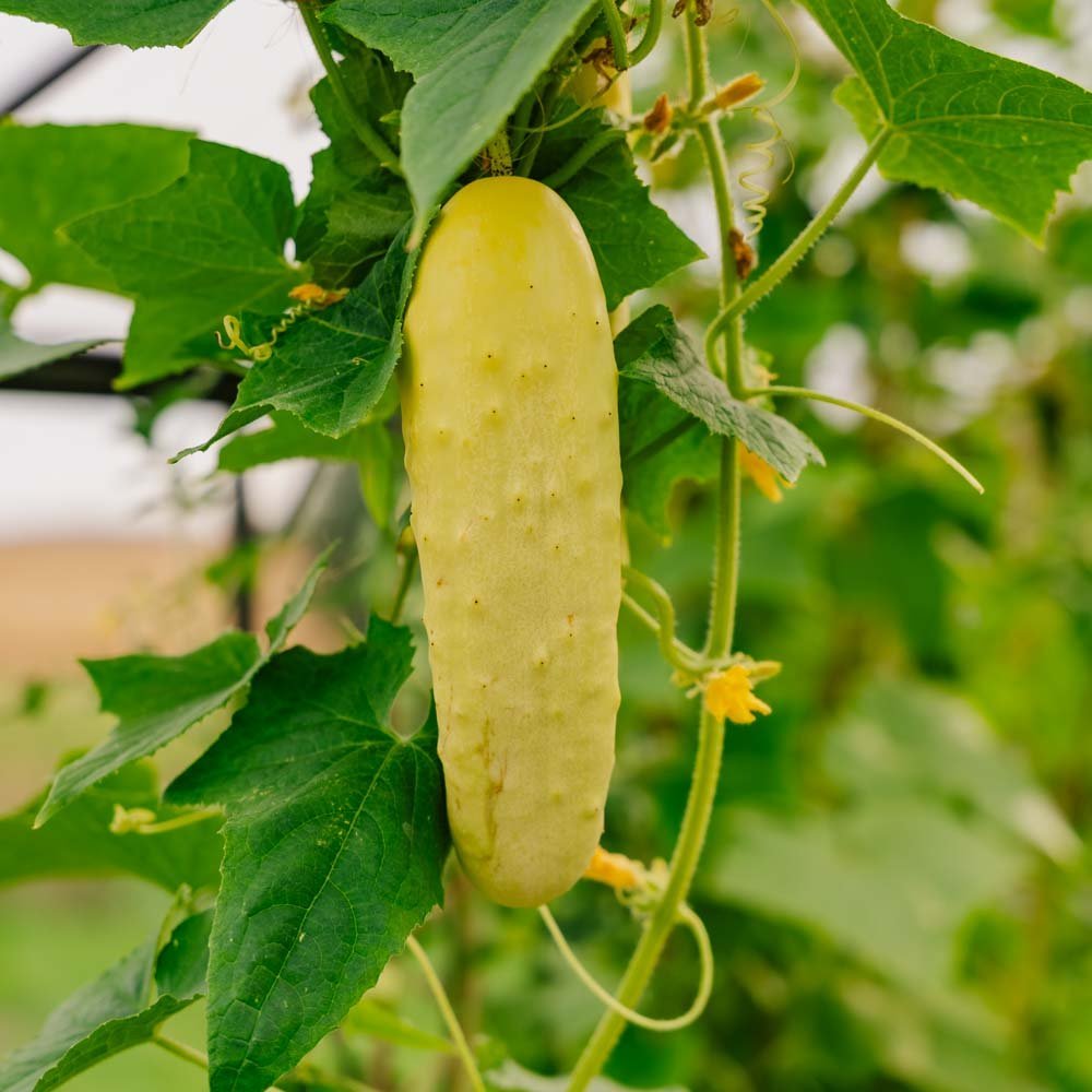 Komkommerzaden 'Gele Tros' - 10 biologische zaden