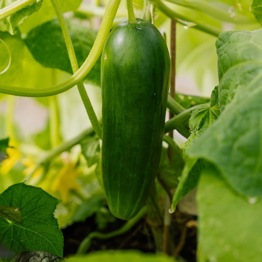 Komkommerzaden 'La Diva' - 5 biologische zaden