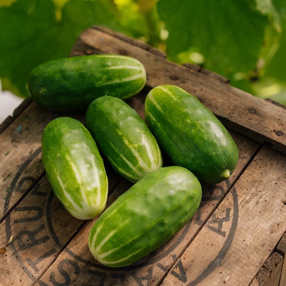 Komkommerzaden 'Liefje' - 10 biologische zaden