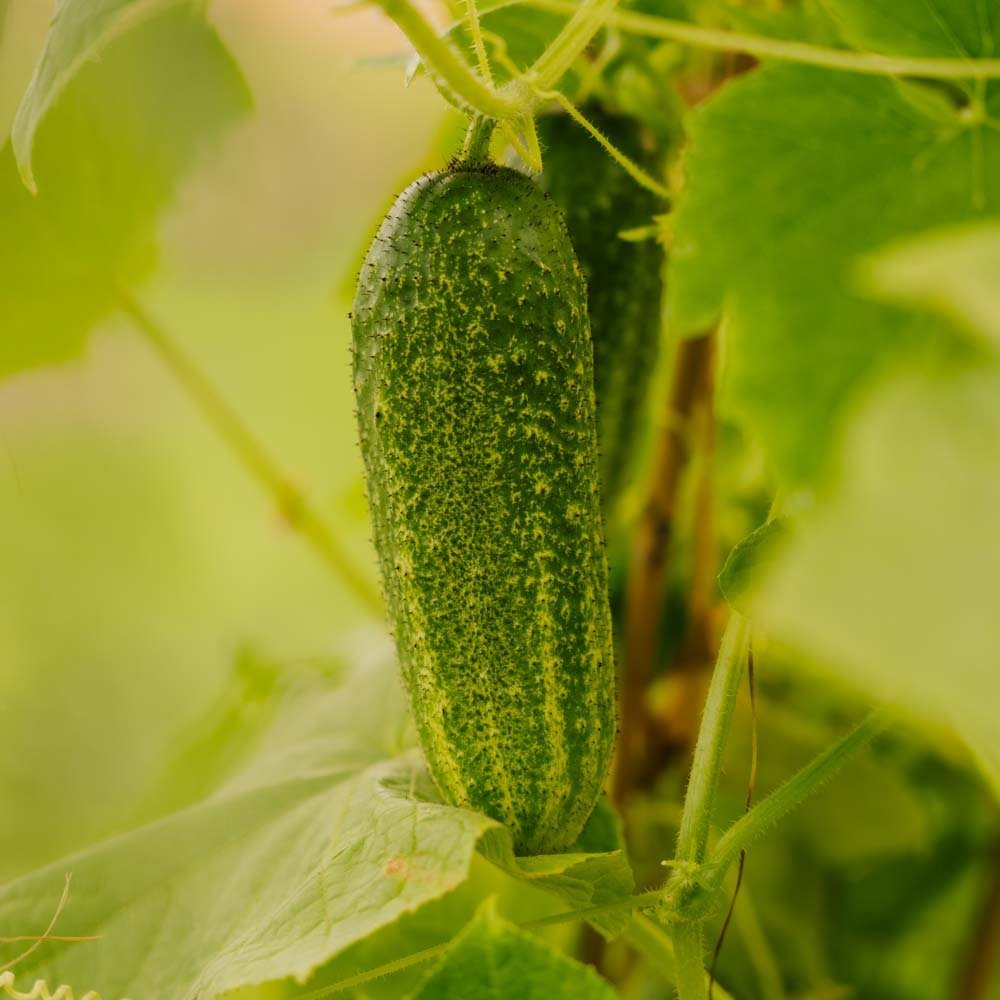 Komkommerzaden 'Vorgebirgstrauben' - 10 biologische zaden