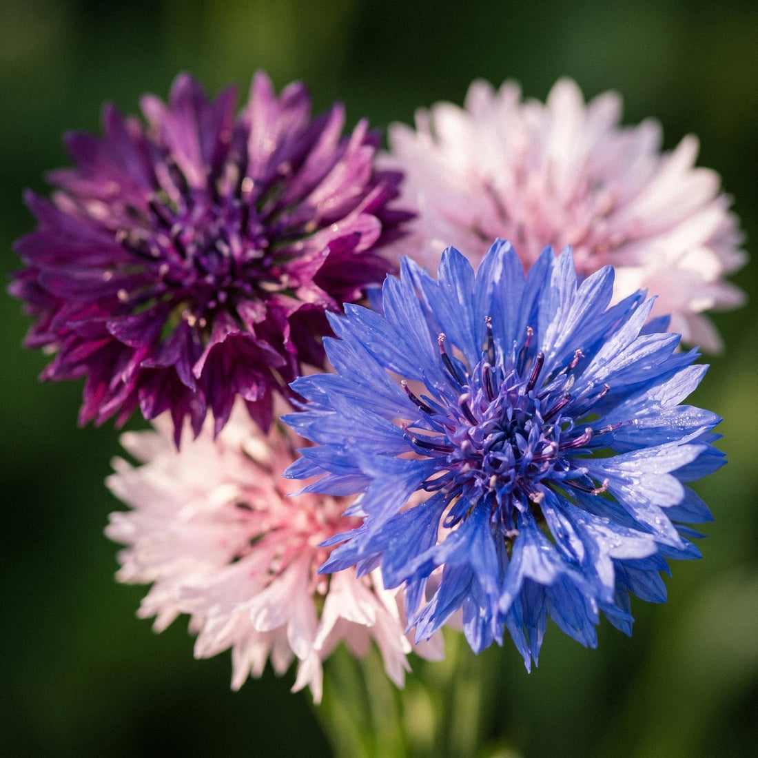 Korenbloem zaden 'Tall Double Mix' - 50 biologische zaden