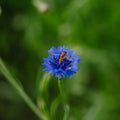 Korenbloemzaden 'Cornflower' - 120 biologische zaden
