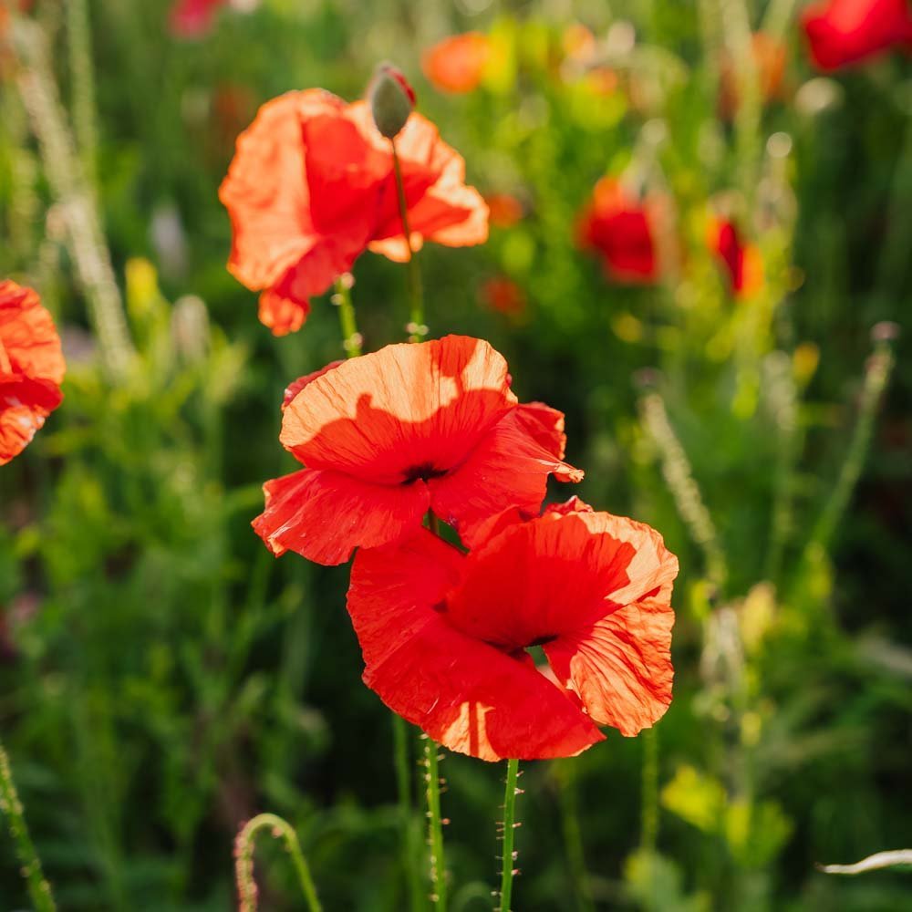 Korenvalmuezaden 'Poppy Mix' - 700 biologische zaden