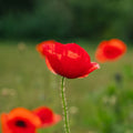 Korenvalmuezaden 'Poppy Mix' - 700 biologische zaden