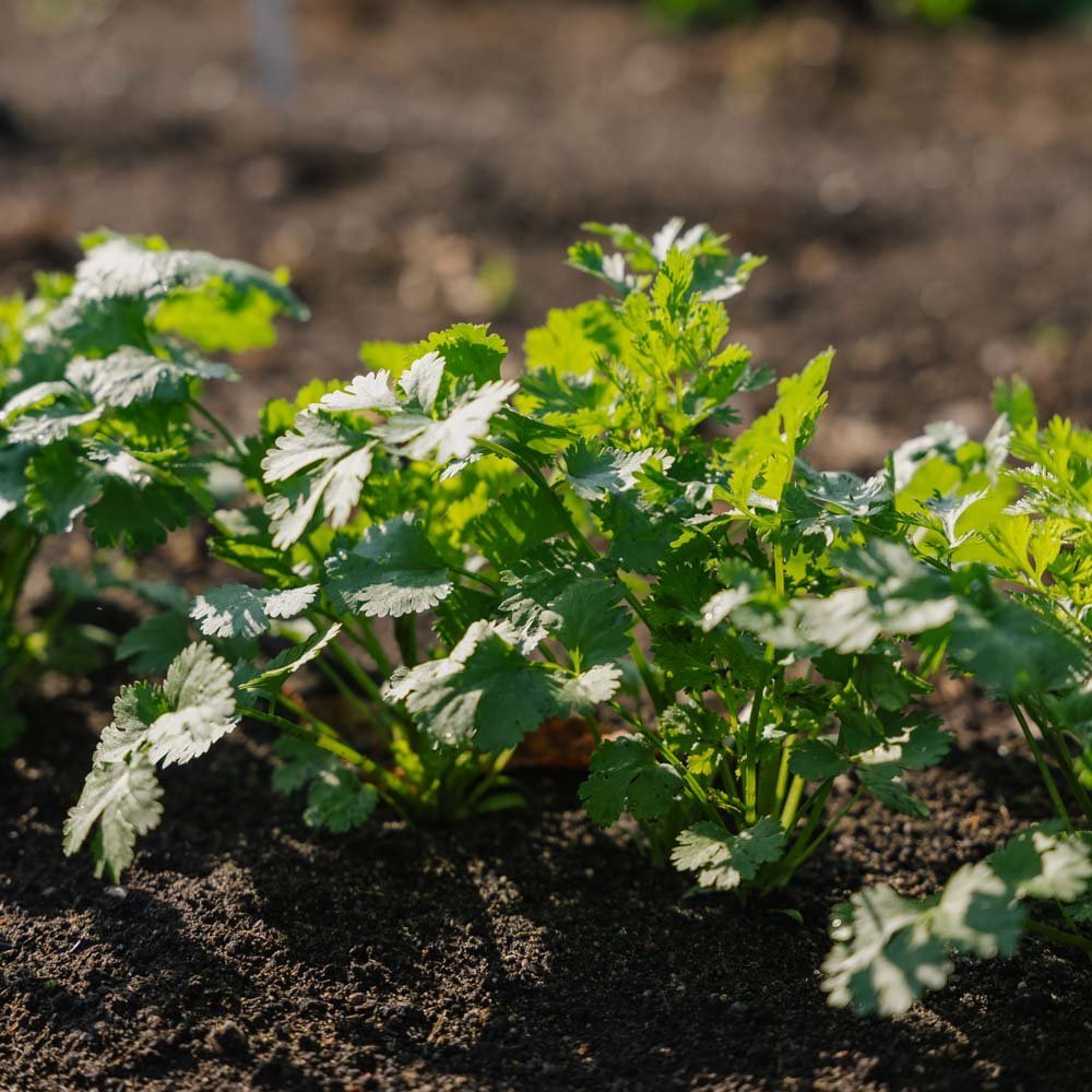 Korianderzaden - 100 biologische zaden