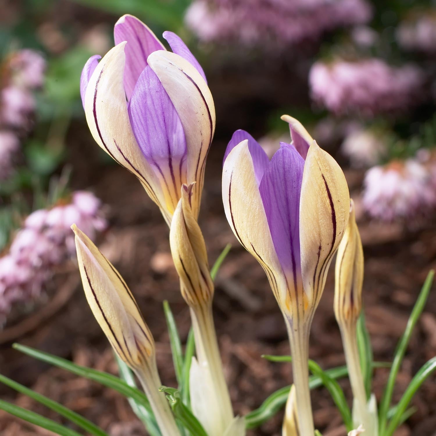 Krokus, Crocus 'De Jager'
