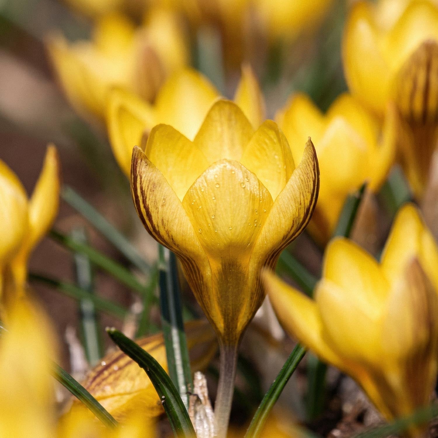 Krokus, Crocus 'Fuscotinctus'