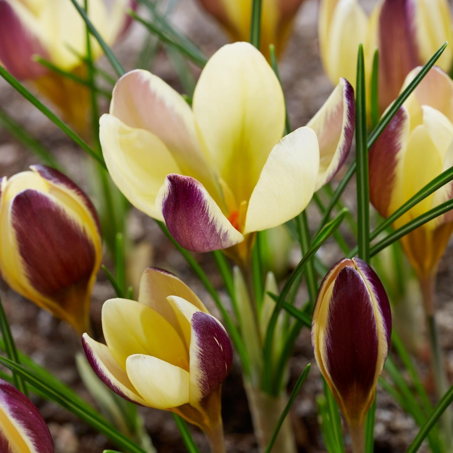Krokus, Crocus 'Herald'