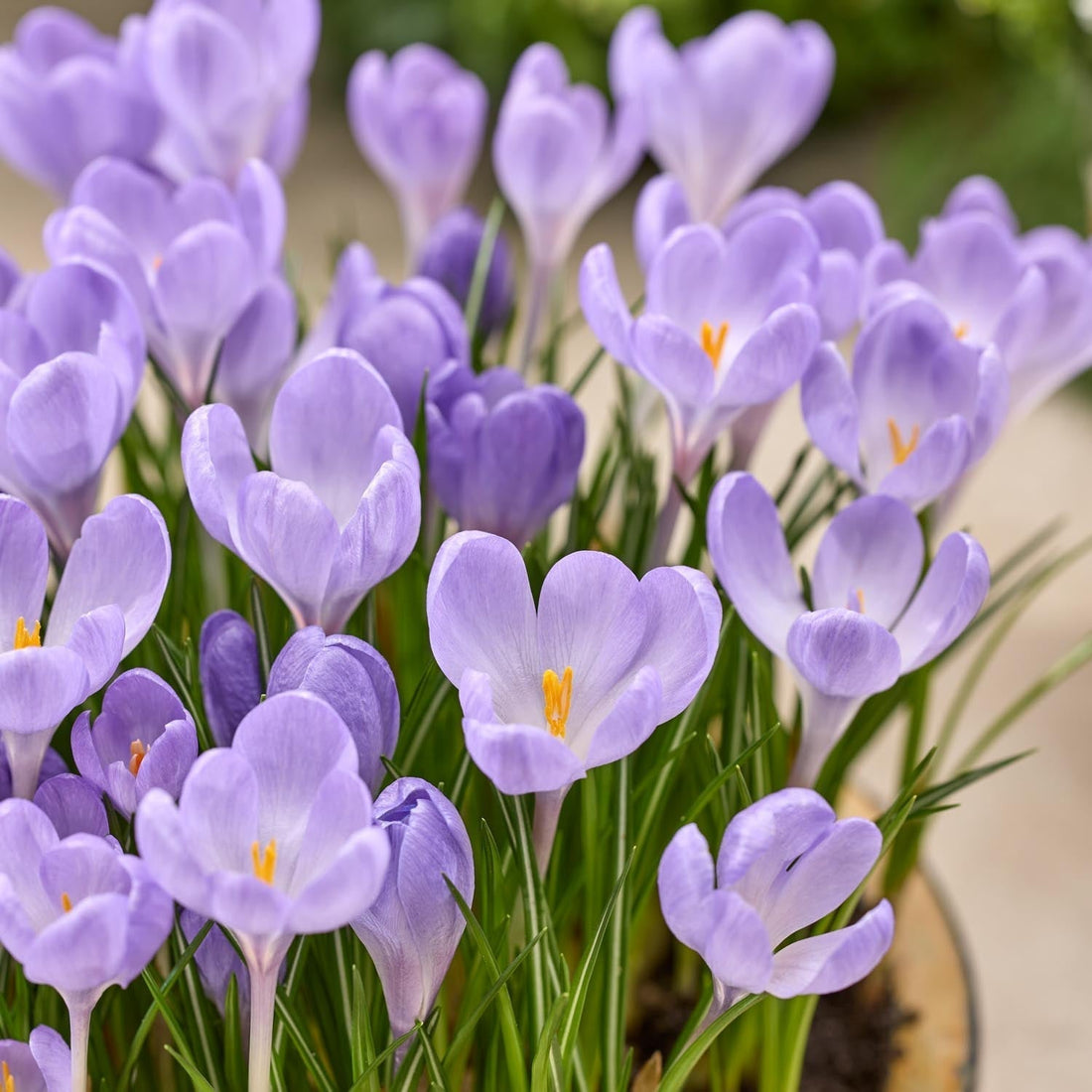 Krokus, Crocus 'Hummingbird'