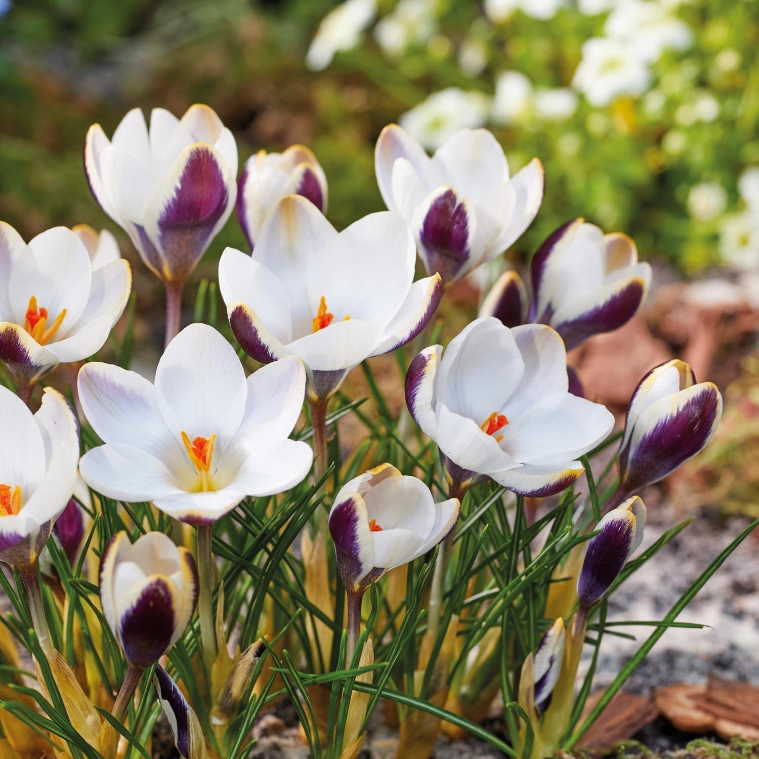 Krokus, Crocus 'Panda'