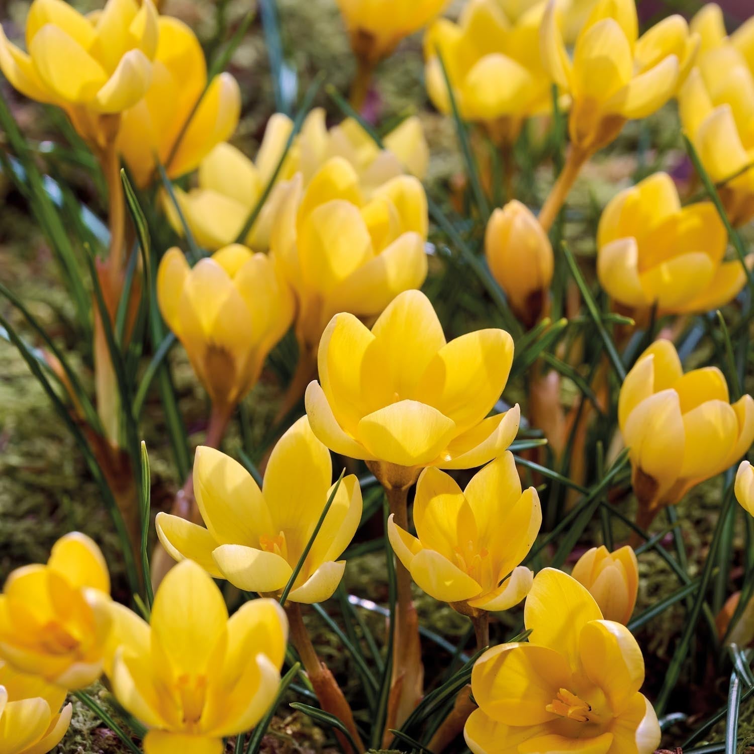 Krokus, Crocus 'Romance'
