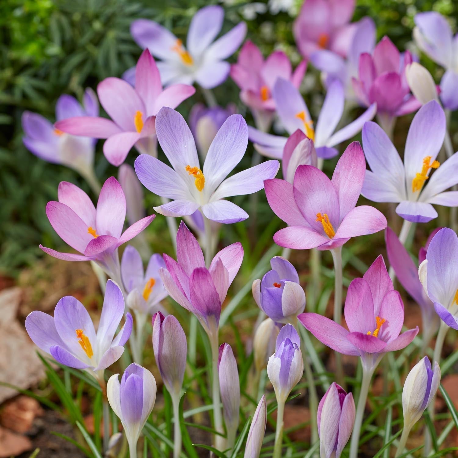 Krokus, Crocus 'Roseus'