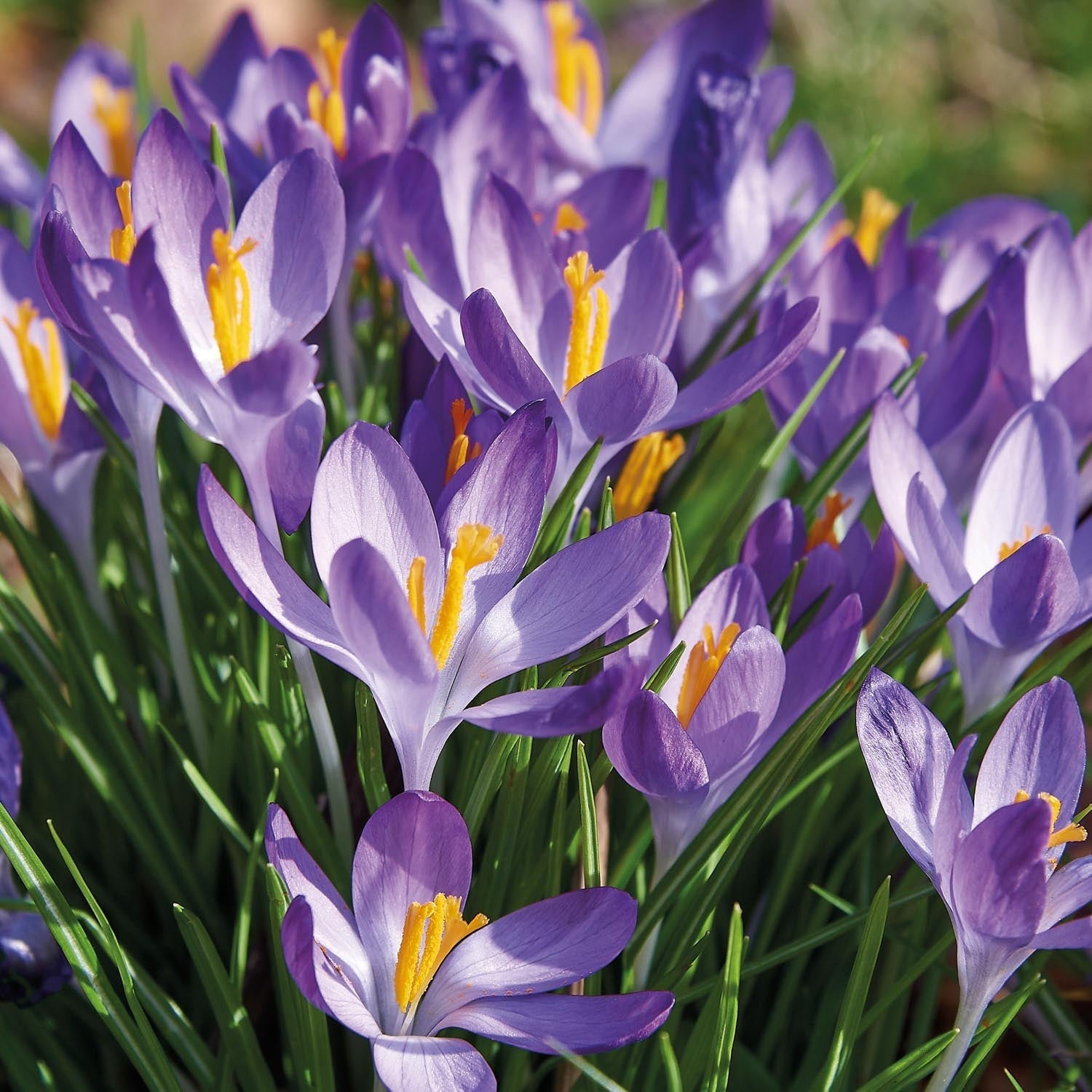 Crocus Ruby Krokus, Crocus 'Ruby Giant'