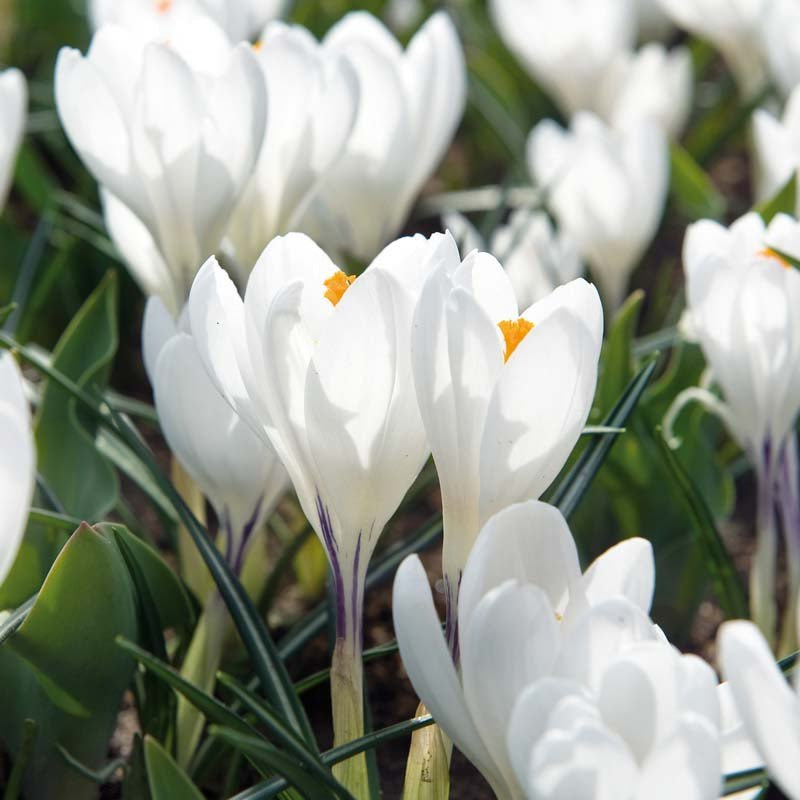 Krokus ‘Jeanne d'Arc’