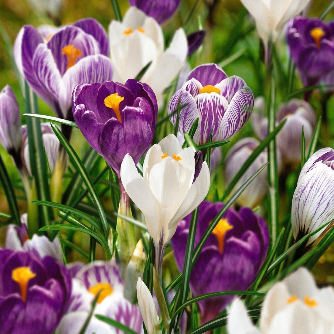 Krokusmix 'Blue, White & Striped Mixed'
