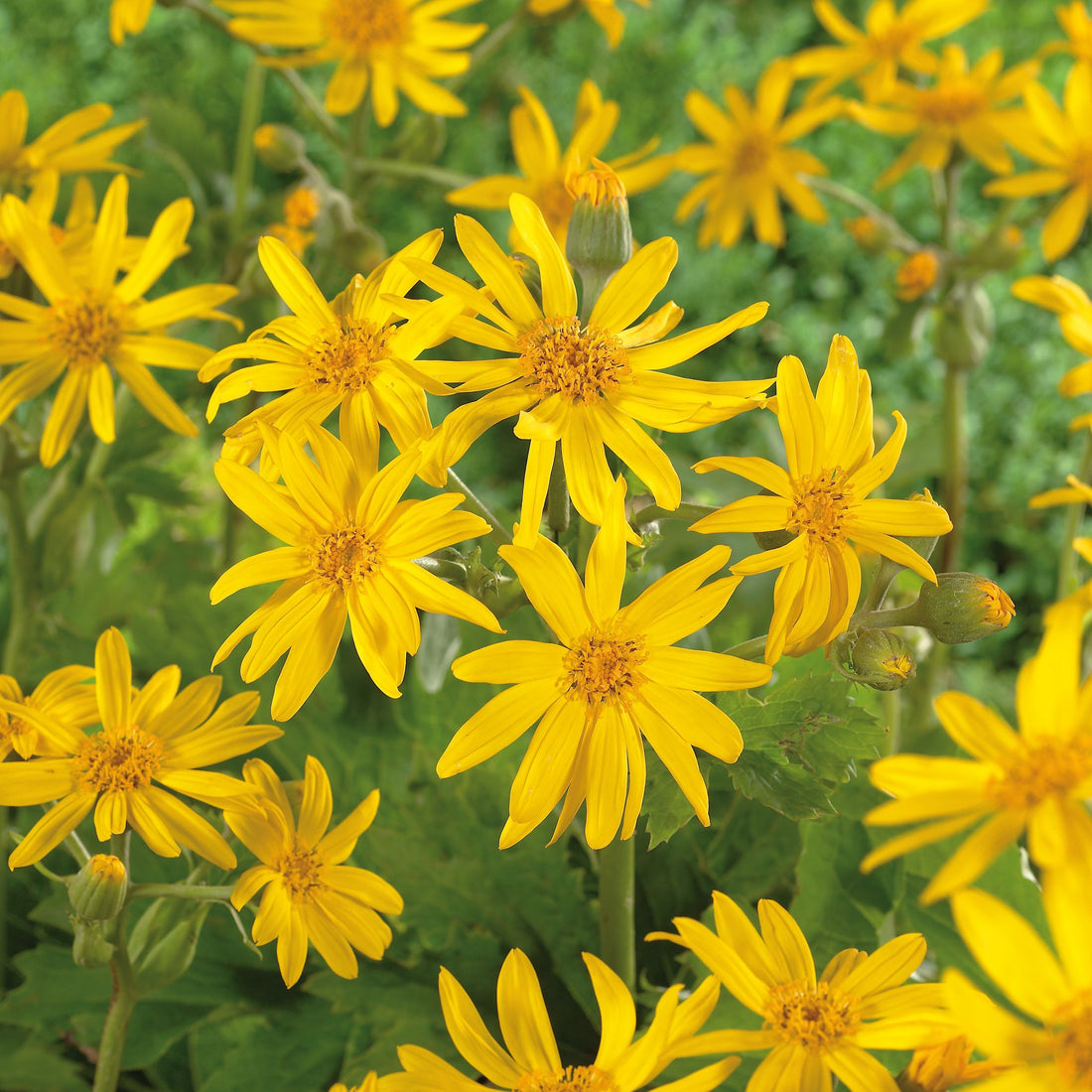 Kruiskruid, Ligularia 'Britt - Marie Crawford'