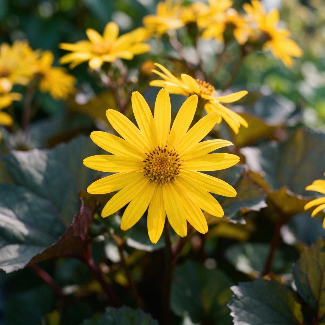 Kruiskruid, Ligularia 'Britt - Marie Crawford'