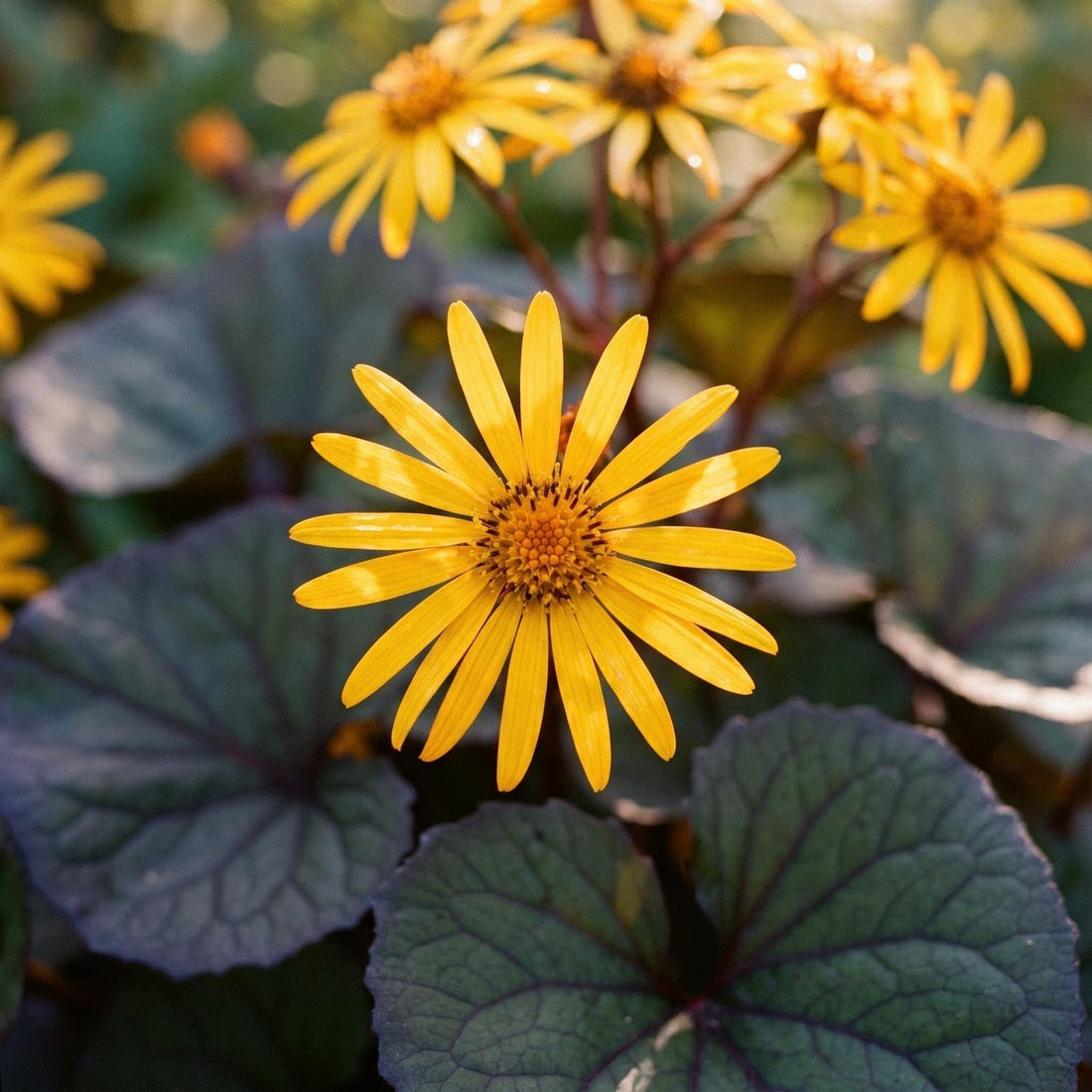 Kruiskruid, Ligularia 'Desdemona'
