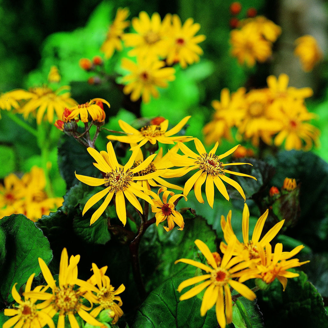 Kruiskruid, Ligularia 'Desdemona'