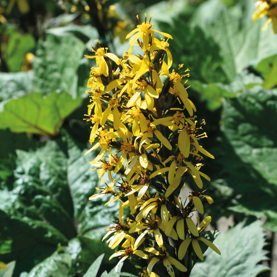 Kruiskruid, Ligularia 'The Rocket'
