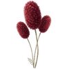 Pimpernel wortelgoed / Sanguisorba