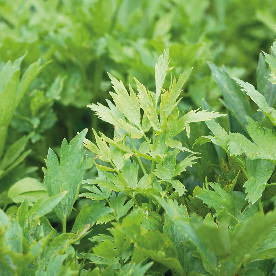 Lavas, Levisticum 'Officinale'