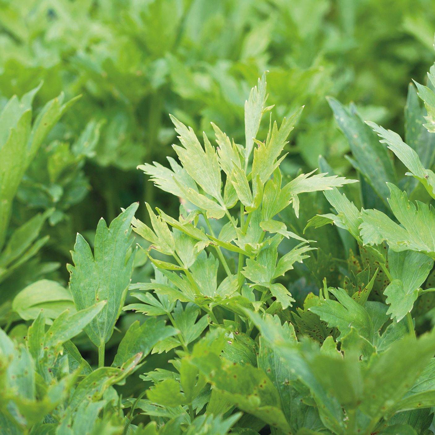 Lavas, Levisticum 'Officinale'
