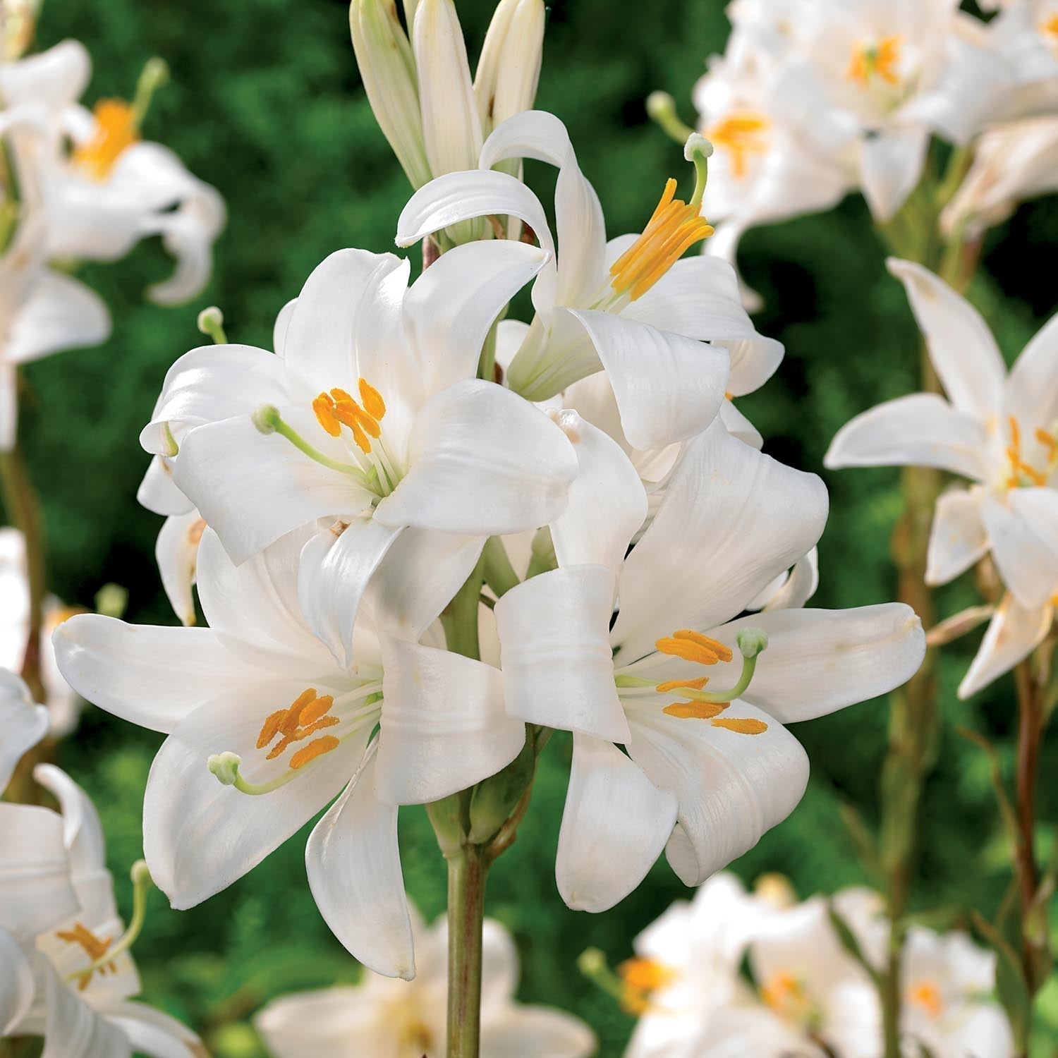 Lelie 'Candidum'