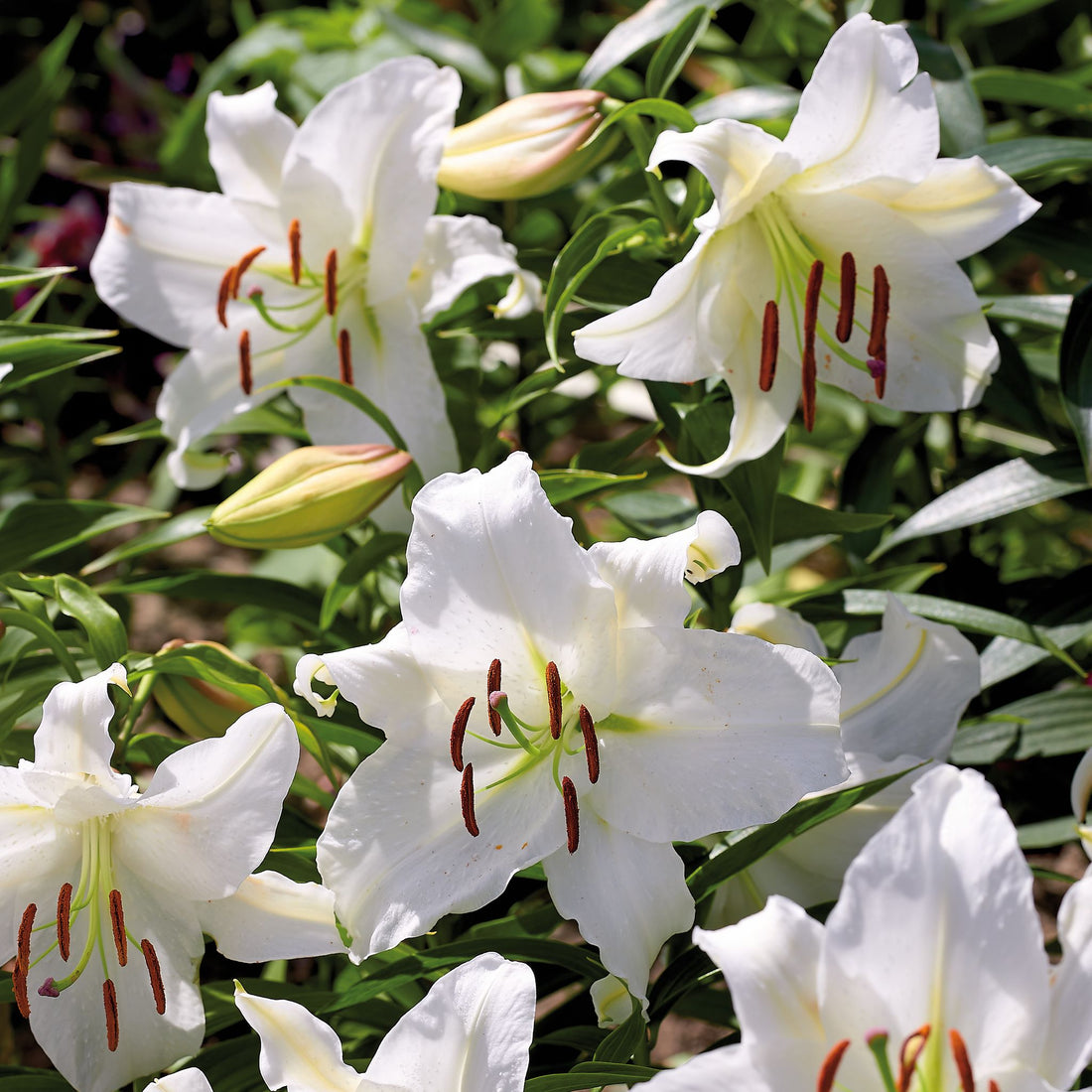 Lelie 'Casablanca'