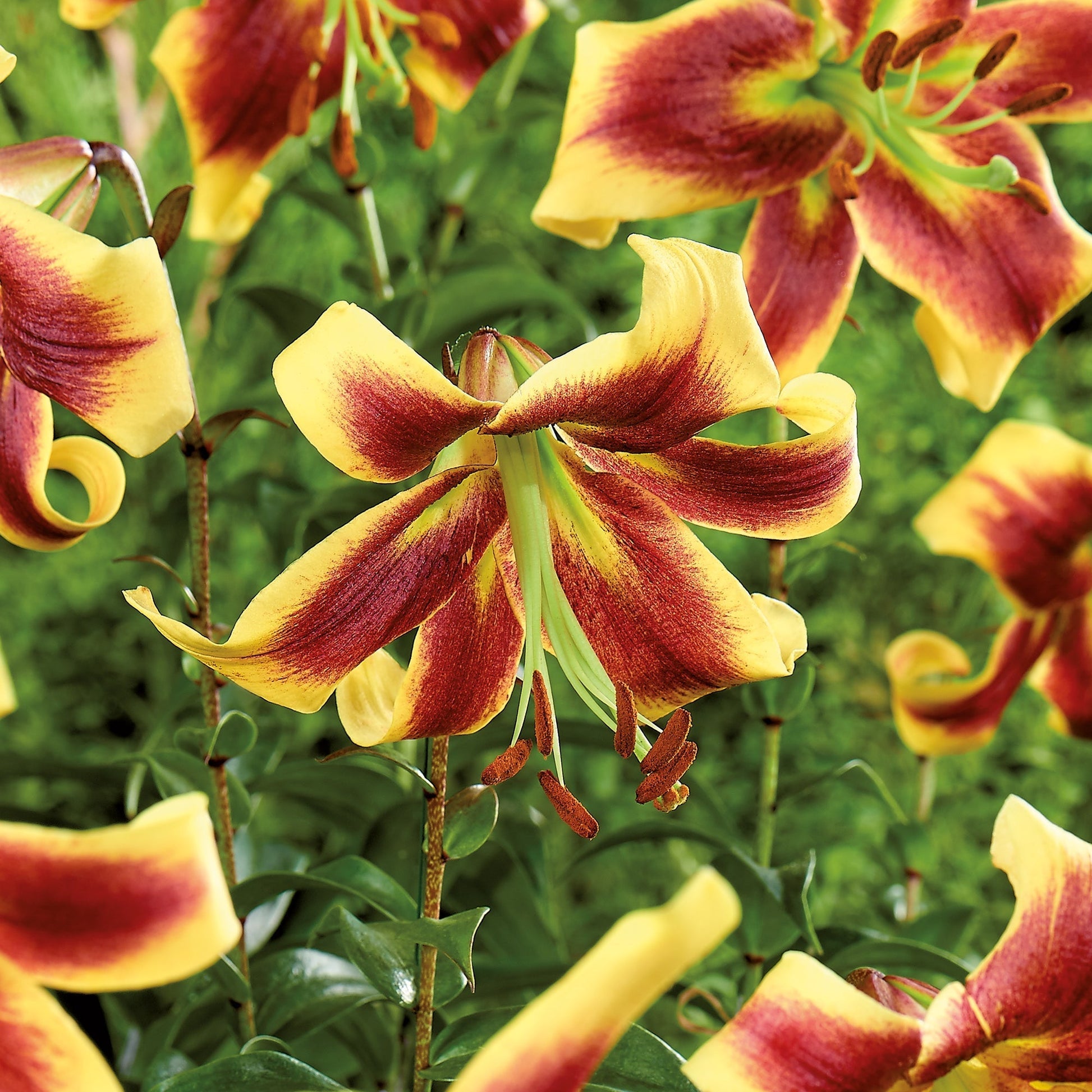 Lelie 'Robert Swanson'