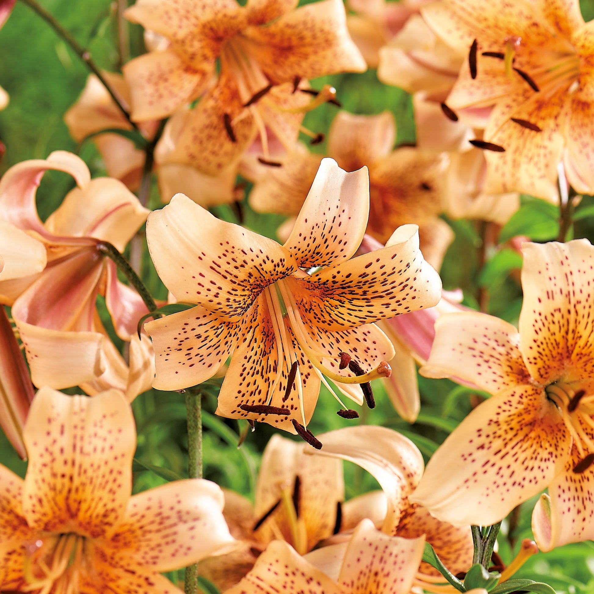 Lelie 'Tiger Babies'