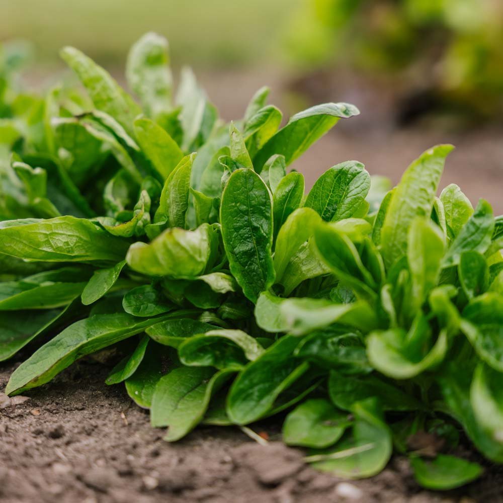 Lentesla zaden 'Wit' - 200 biologische zaden