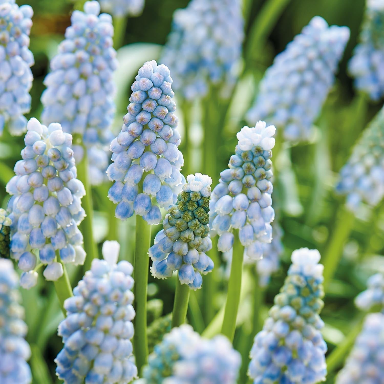 Løglasagne 'Midnight Blue'