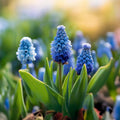 Løglasagne 'Midnight Blue'
