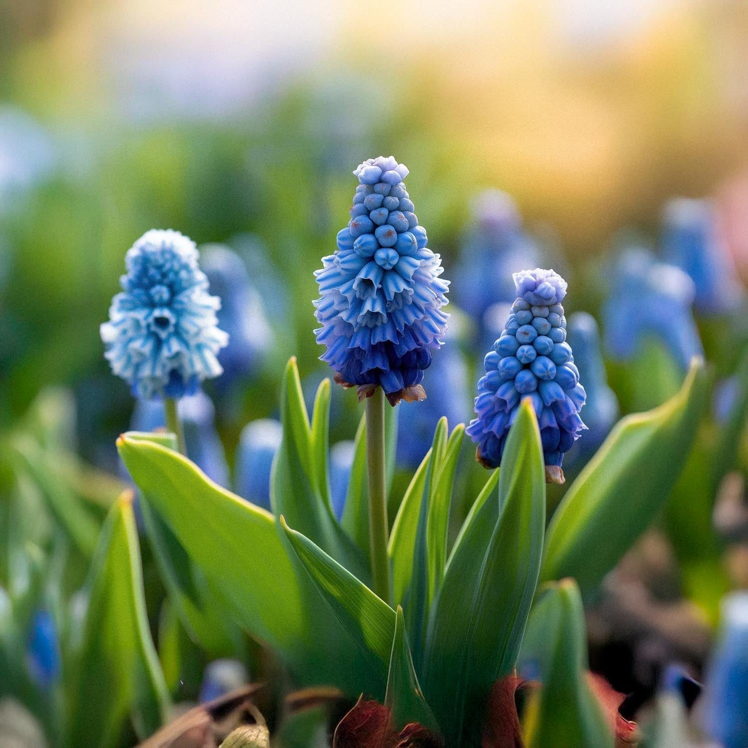 Løglasagne 'Midnight Blue'